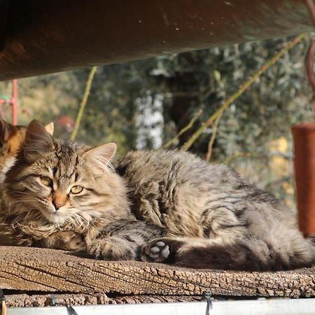 Bed & Breakfast Casa Lisetta Valtopina ภายนอก รูปภาพ